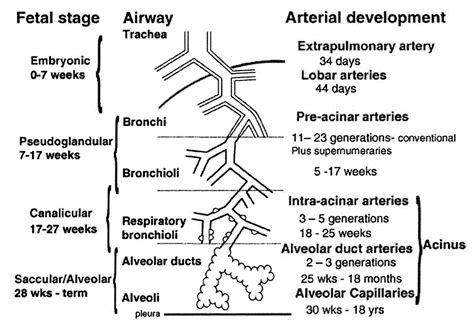 vascular 意思